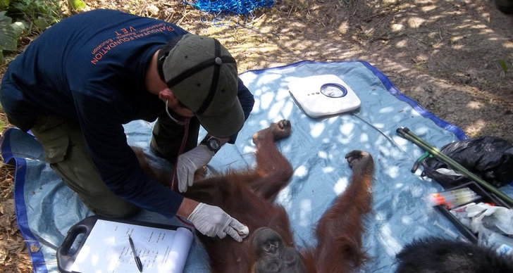 Apa, orangutang, Skjuten, överlever