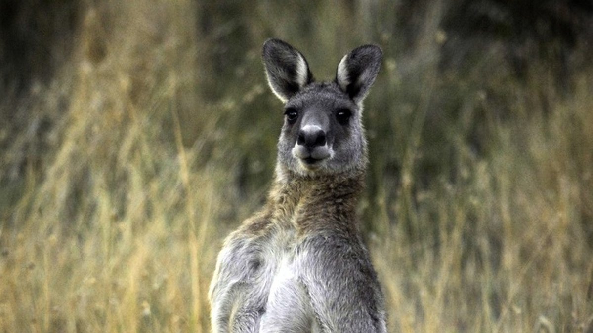 En känguru är lös i Danmark. Den här kängurun, en grå jättekänguru, bor dock i Australien och har fotograferats i ett annat sammanhang. Arkivbild.