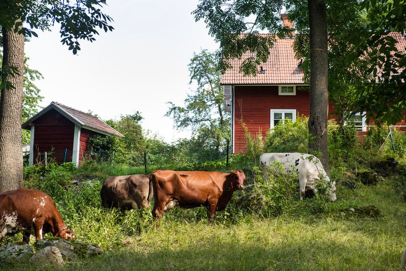 Mjölkkor betar på gårdens naturbetesmarker.