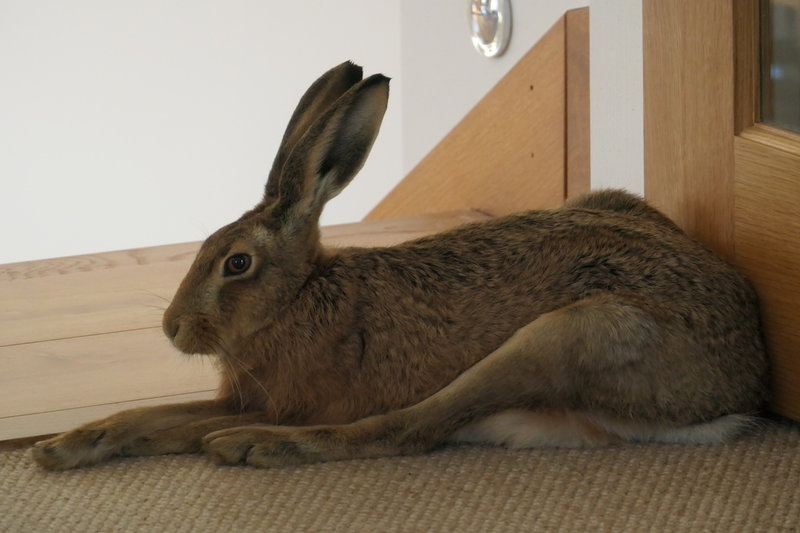 Haren på sin favoritplats i dörröppningen till Chloe Daltons arbetsrum.