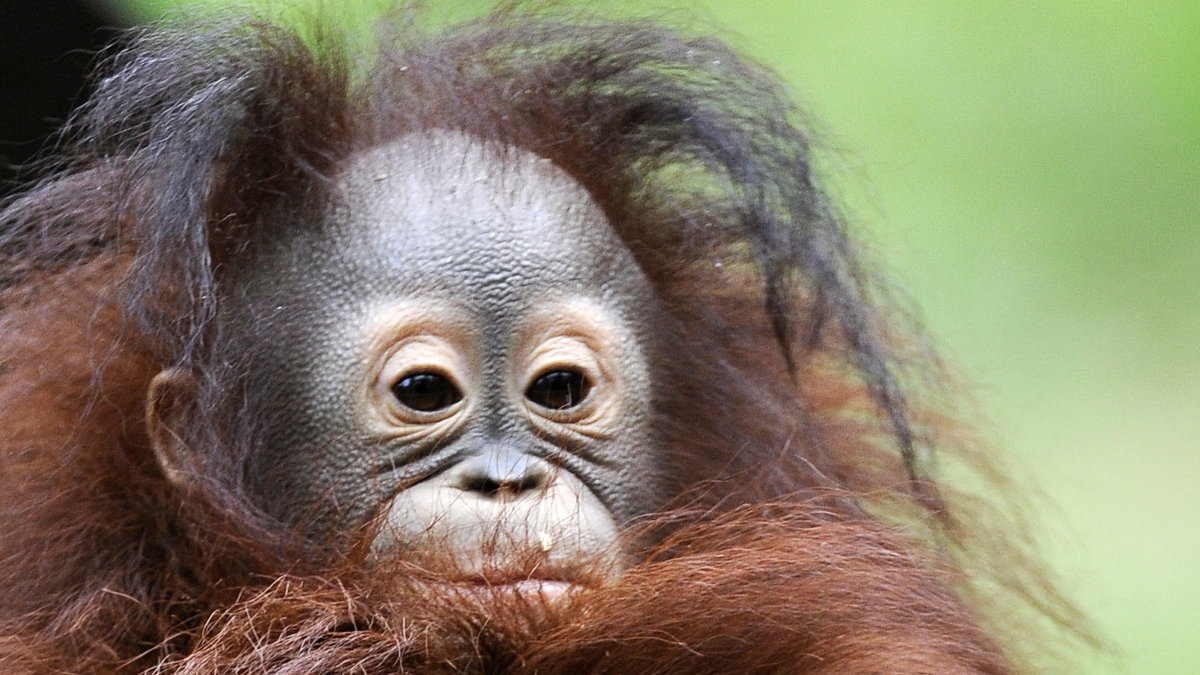 Orangutangerna är de mest trädlevande av människoaporna. De tillbringar nästan hela sin tid i träden och gör ett nytt bo i träden varje kväll.