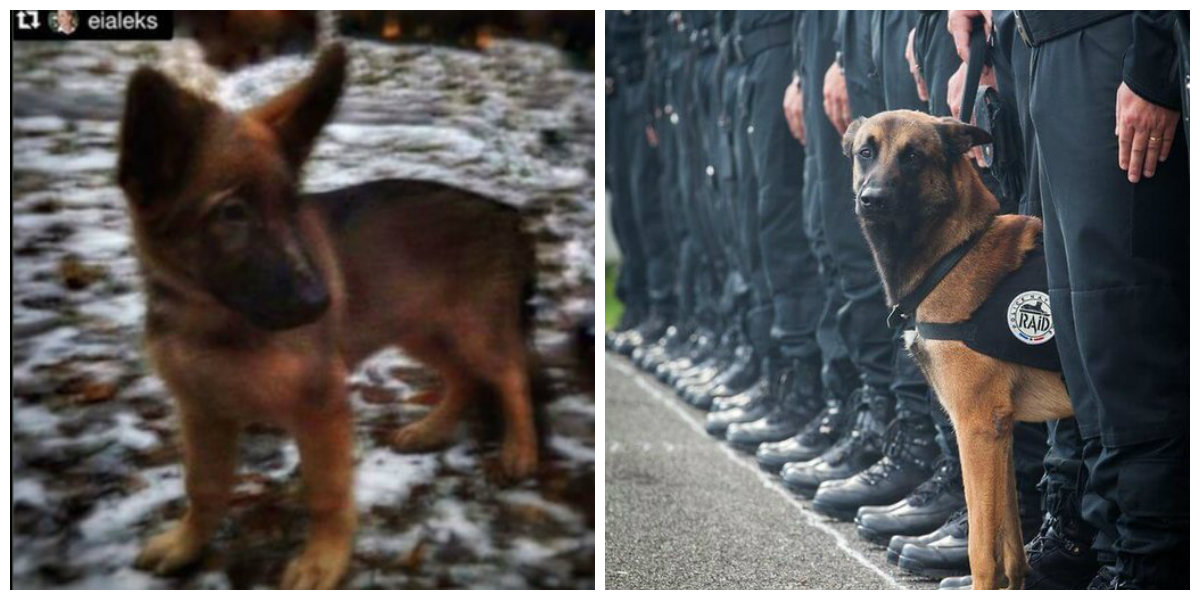 Efter att hunden Diesel miste livet i terrordåden i Paris skänkte Ryssland nya valpen Dobrynia.