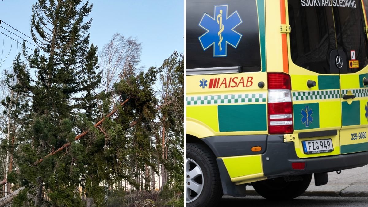 Äldre man död – fick träd över sig