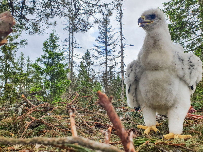 I somras hittades en kungsörnsunge i Komosse naturreservat utanför Ulricehamn.