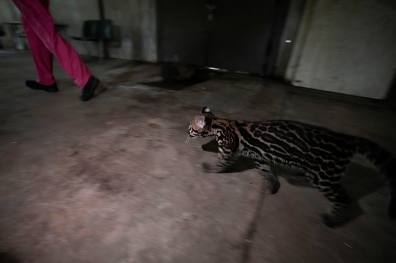 En beslagtagen ozelot hänger på veterinären i korridoren på rehabiliteringscentret i Panam City.