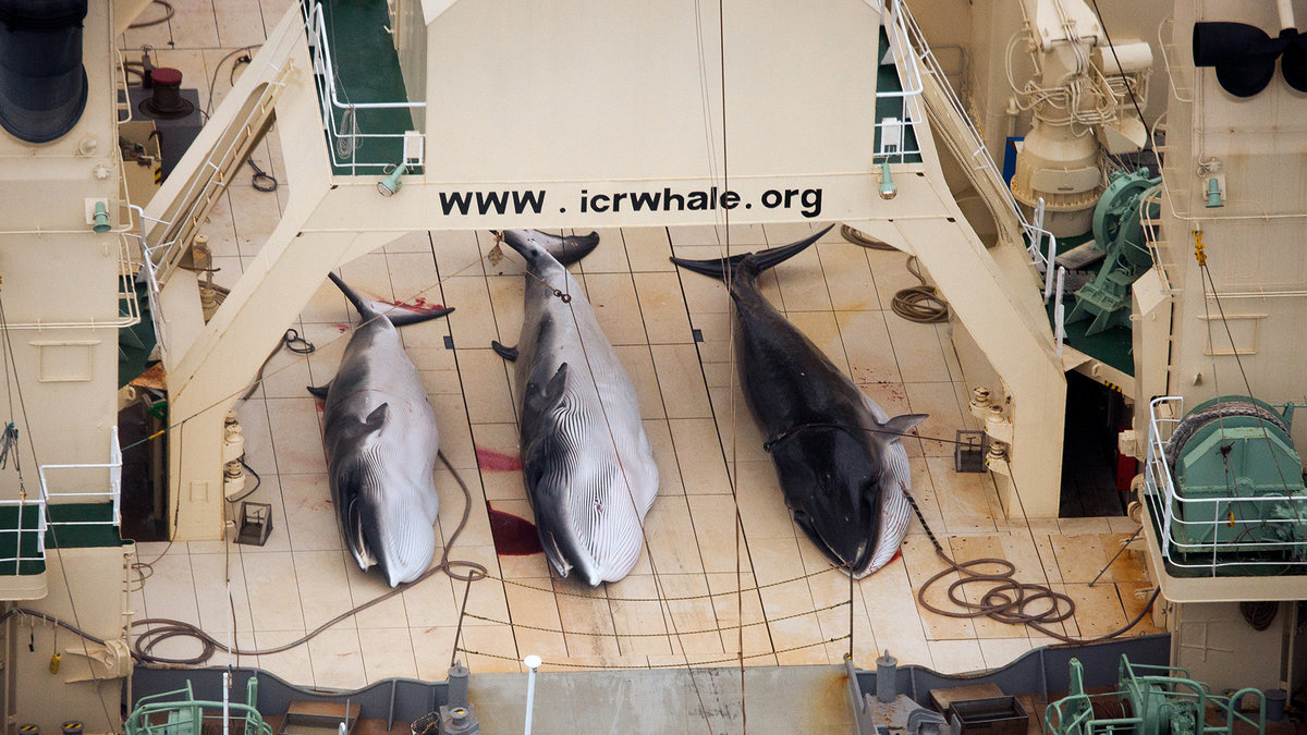 Sea Shepherd menar att det japanska fartyget bryter mot internationella bestämmelser.