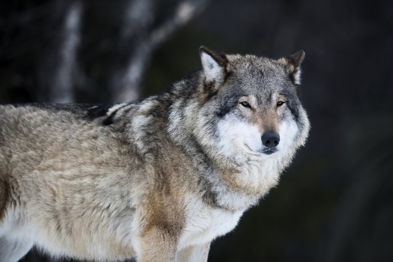 Vargen har snabbt ökat i Skåne, som nu har tre revir. År 2021 upptäcktes första vargparet här. Arkivbild.