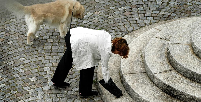 kvinna plockar upp hundbajs kvinna plockar upp hundbajs