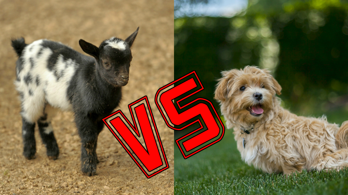 Husdjur, Get, Vetenskap, Natur