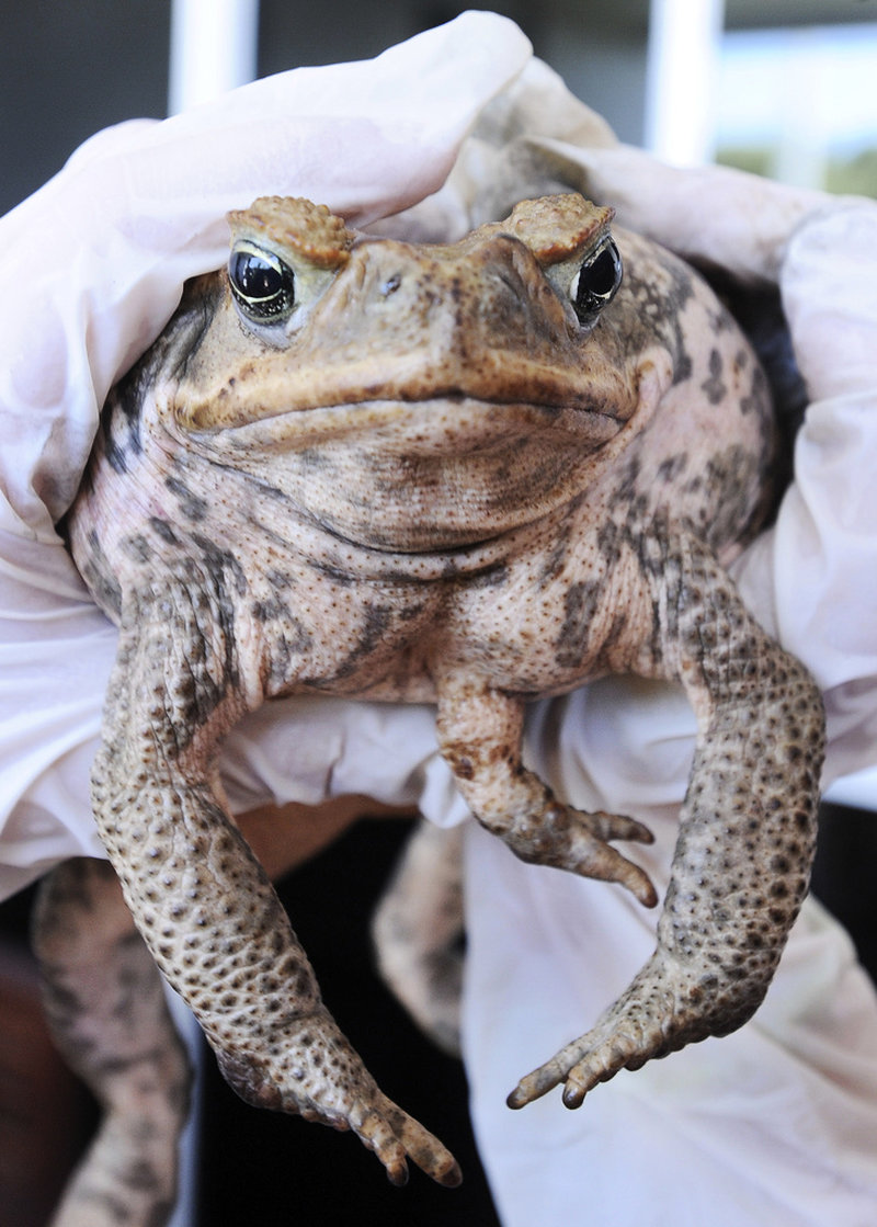 Den hatade paddan är giftig och har genom åren spridits till stora delar av Australien. Arkivbild.