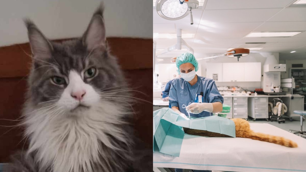 Katten Amadeus svalde plast och behövde intensivvård för 100 000 kronor. 