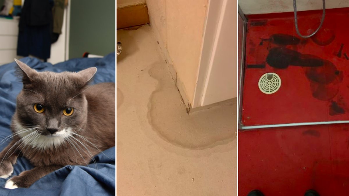 En 65-årig kvinna bodde i en lägenhet med sina 17 katter
