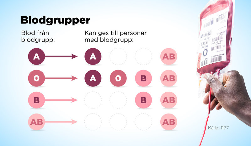 Vilken blodgrupp vi tillhör avgörs av vilka antikroppar vi har i blodet, vilket i sin tur styrs av genetiska faktorer.