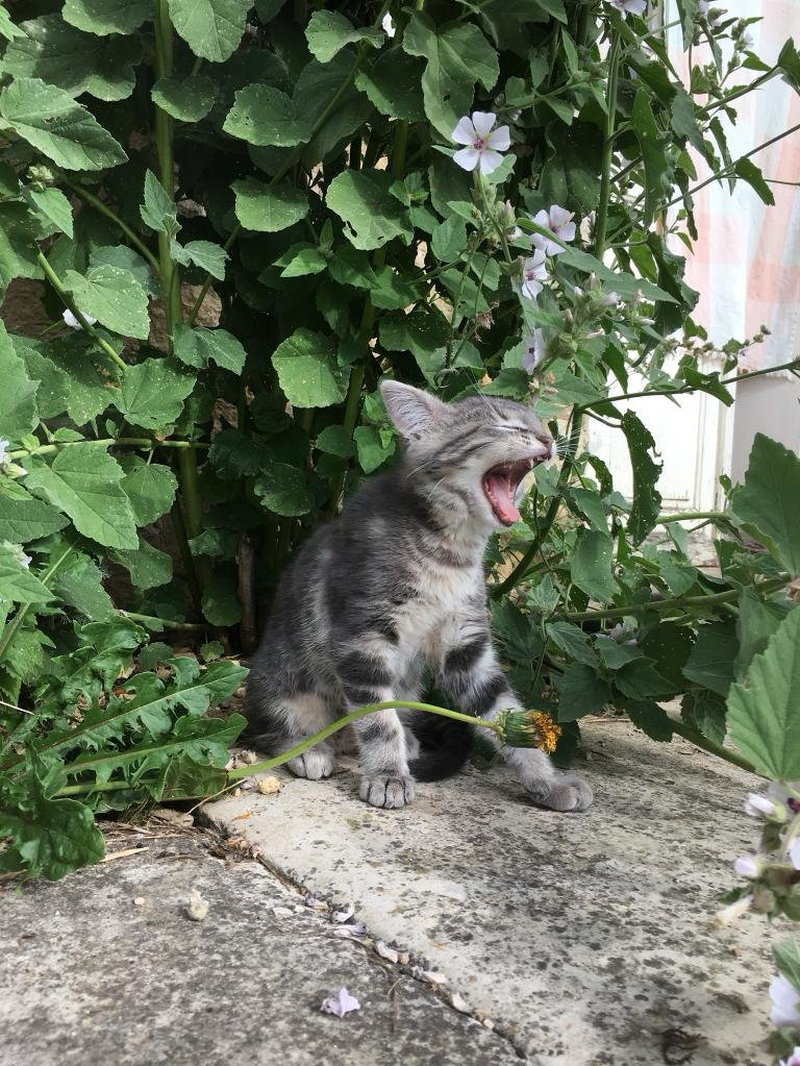 Swann Martin-Raget är själv kattägare, och hans egen katt (bilden) var en av flera som användes som referens vid skapandet. Pressbild.