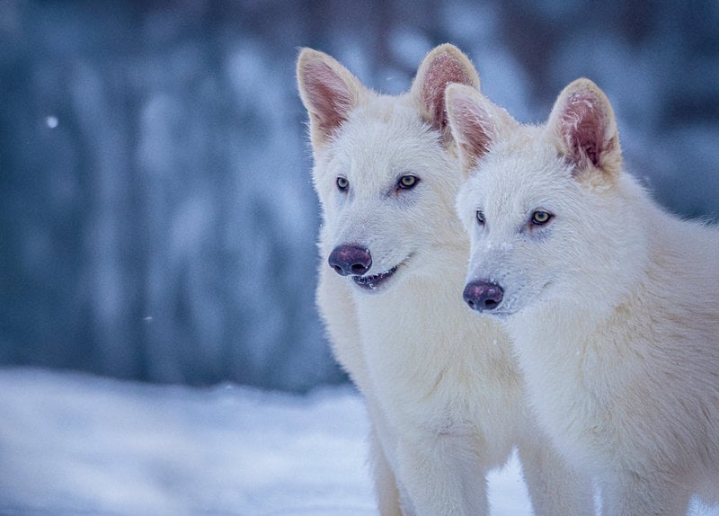 De två jättevargsliknande valparna Romulus och Remus är nu omkring nio månader gamla. De lever i ett hägn på hemlig plats i USA. En tredje valp, Khaleesi, föddes tre månader senare.