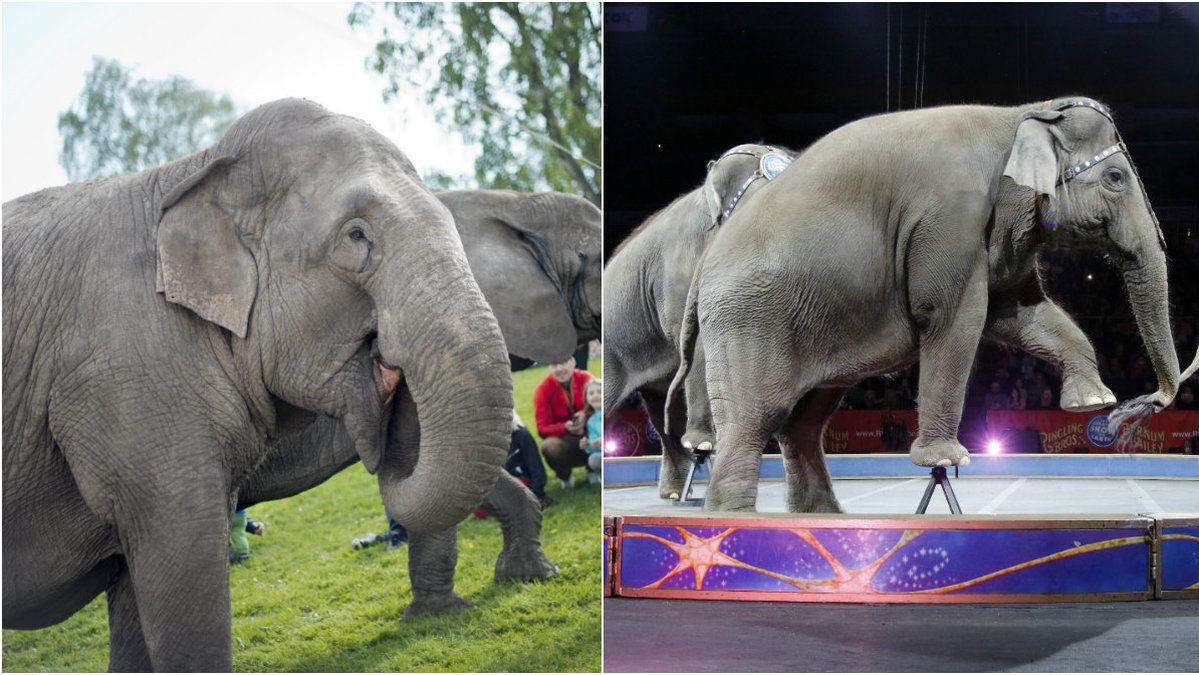 Förbud mot att använda elefanter i cirkusakter. 
