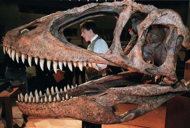 Carcharodontosaurus var en rovdinosaurie lika stor som Tyrannosaurus men hade betydligt svagare käkar. Arten upptäcktes i Sahara i Marocko av den amerikanske paleontologen Paul Sereno som syns bakom skallen.
