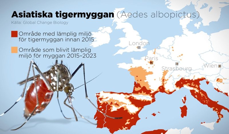 Den asiatiska tigermyggan sprider sig i Europa och stora områden har blivit lämplig miljö för myggan sedan 2015.