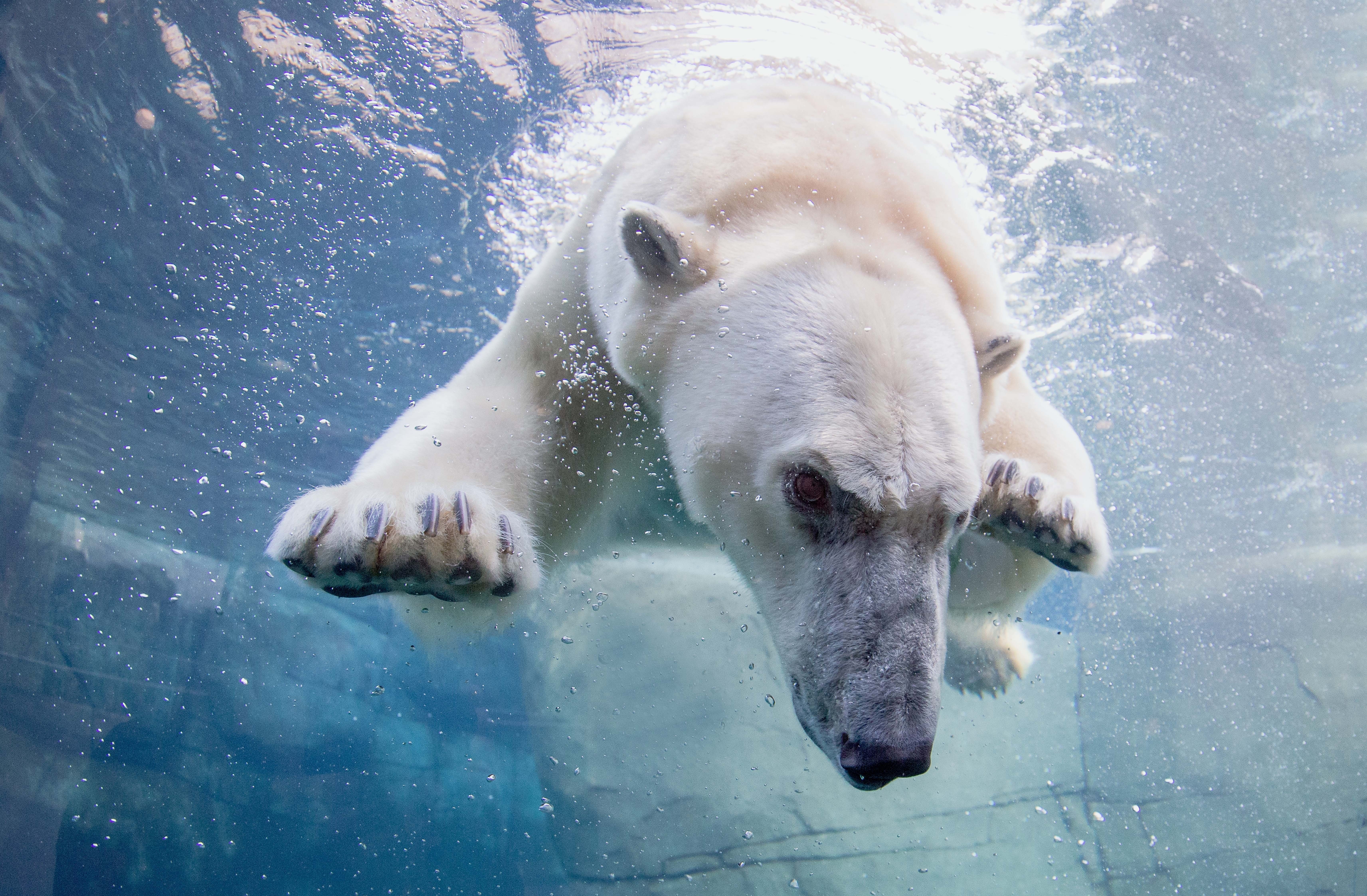 Iscool. Bläddra vidare för att läsa mer om den fascinerande polarbjörnen. Iscool. Bläddra vidare för att läsa mer om den fascinerande polarbjörnen.