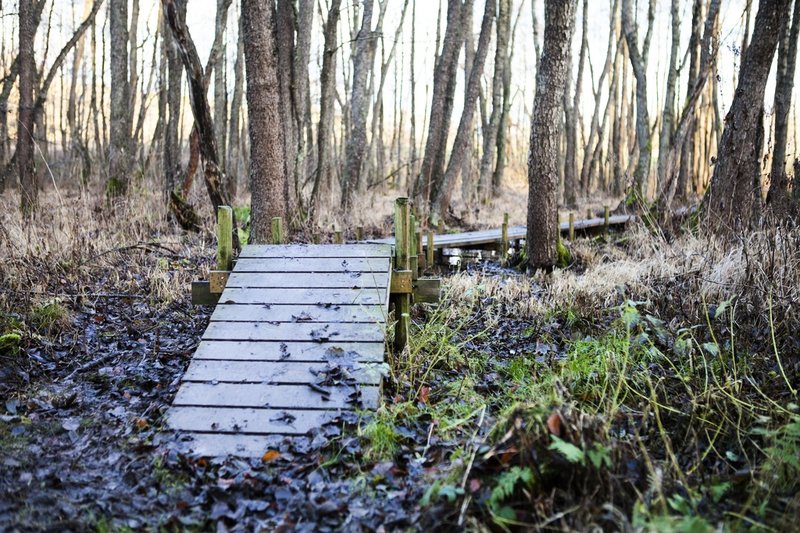 Spänger över en våtmark i Orlångens naturreservat i Huddinge utanför Stockholm. Arkivbild.