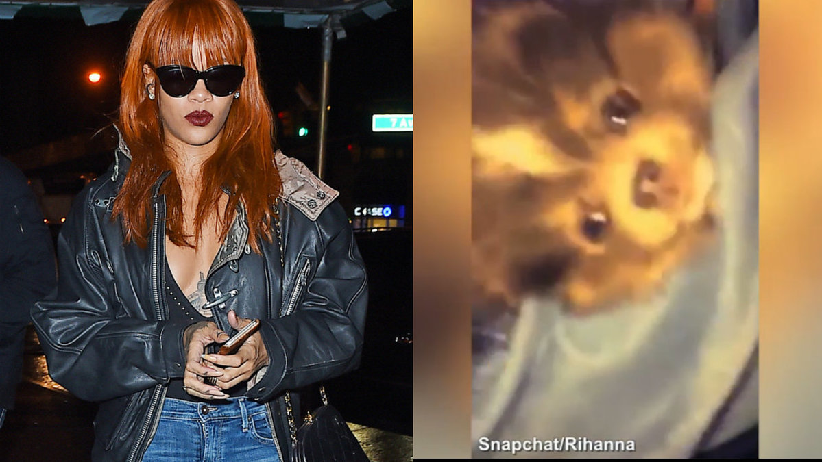 Rihanna fann sig en vovve.