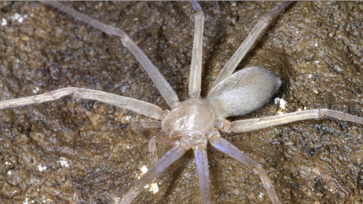 Utan öronvax blir det lättare för till exempel spindlar att krypa in och bygga bon.