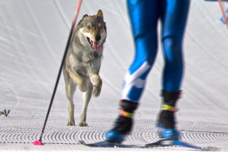 Hunden Nazgul sökte kontakt – på målrakan under kvalet i lagsprinten i skidor i Tesero.