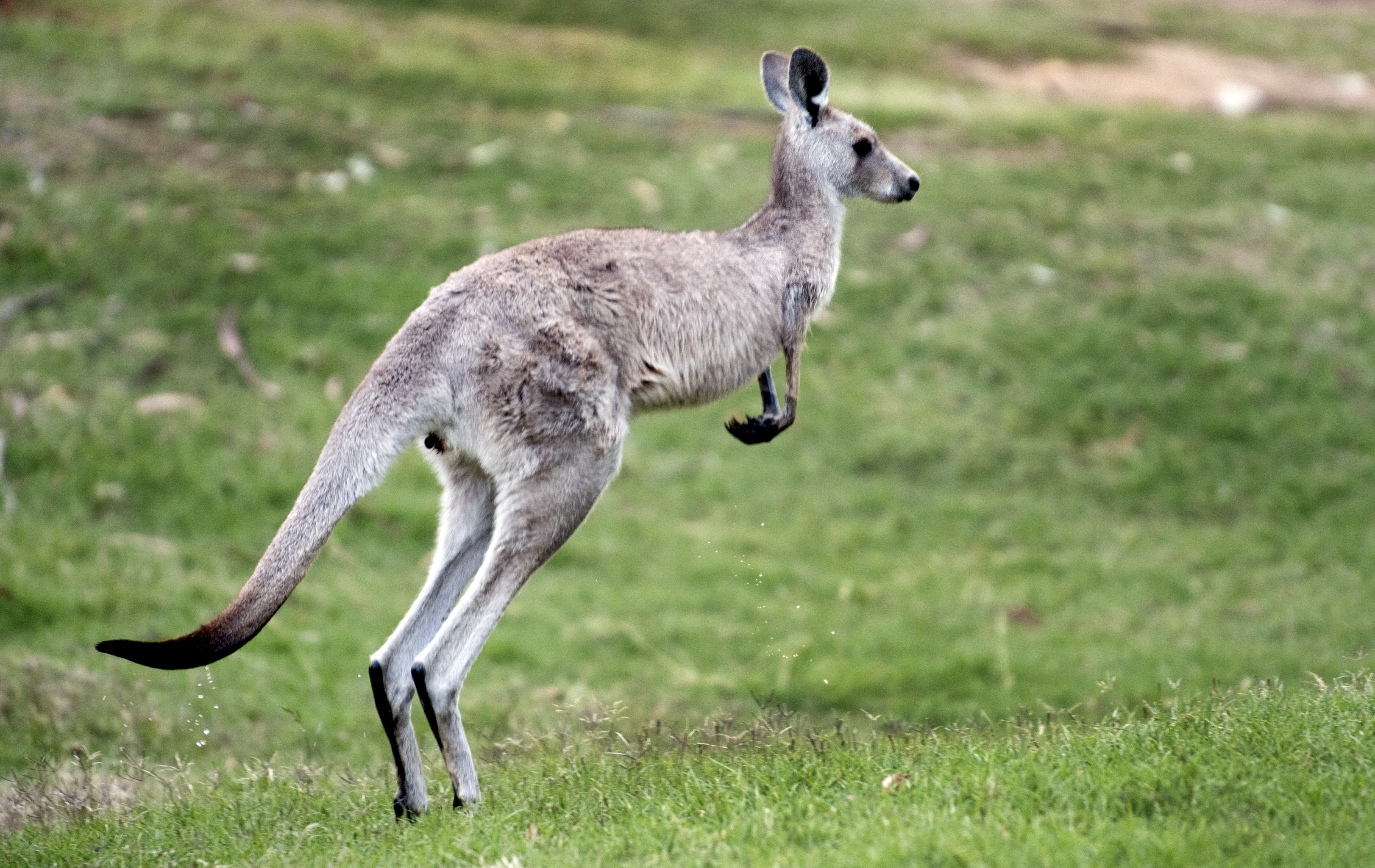 – Jag kan inte se en känguru. Jag har världens fobi för dem. Plockade till och med ner en kylskåpsmagnet för ett tag sedan då det var en känguru. De är riktigt obehagliga med små "T-Rex-armar", råttben, kaninansikte och världens kontroll på svansen. – Jag kan inte se en känguru. Jag har världens fobi för dem. Plockade till och med ner en kylskåpsmagnet för ett tag sedan då det var en känguru. De är riktigt obehagliga med små "T-Rex-armar", råttben, kaninansikte och världens kontroll på svansen.
