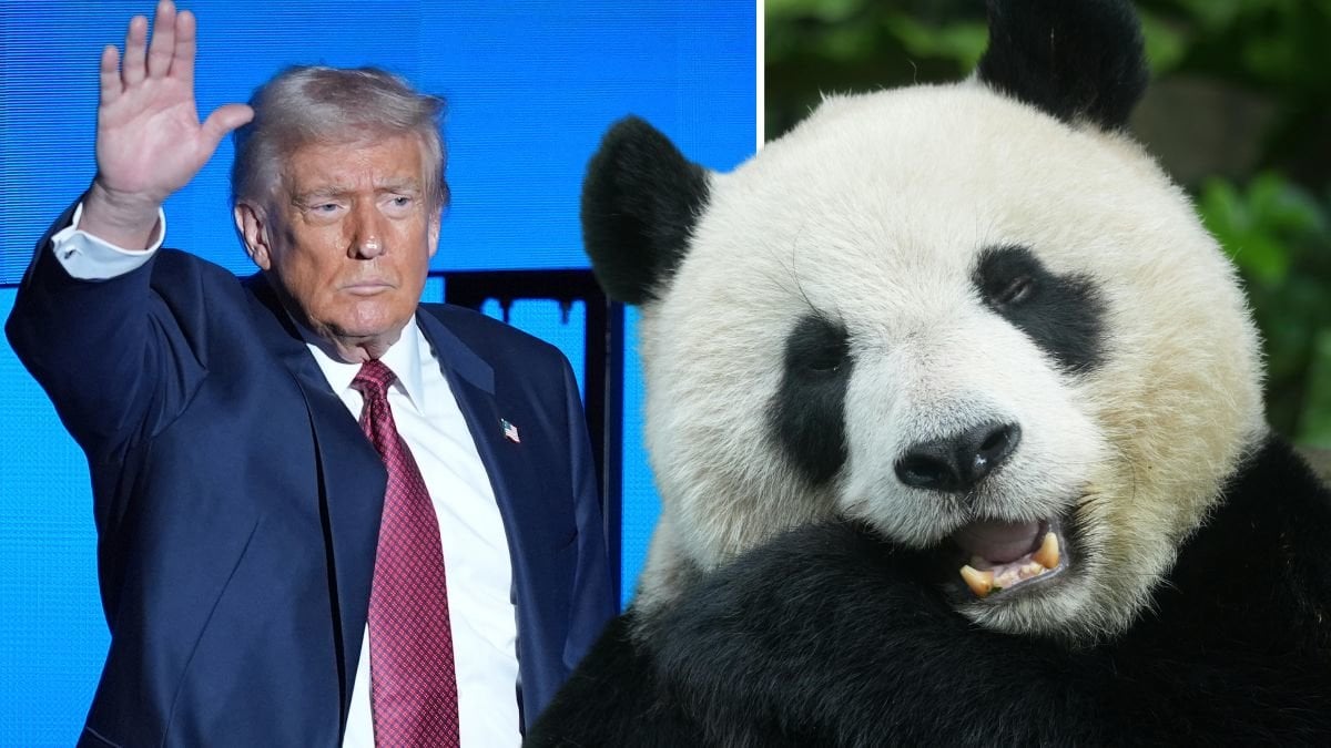 Kina skickar jättepandor till USA inför Trumps besök