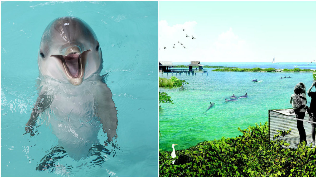 Åtta delfiner ska flyttas till ett djurreservat där de får leva som vanliga delfiner. 