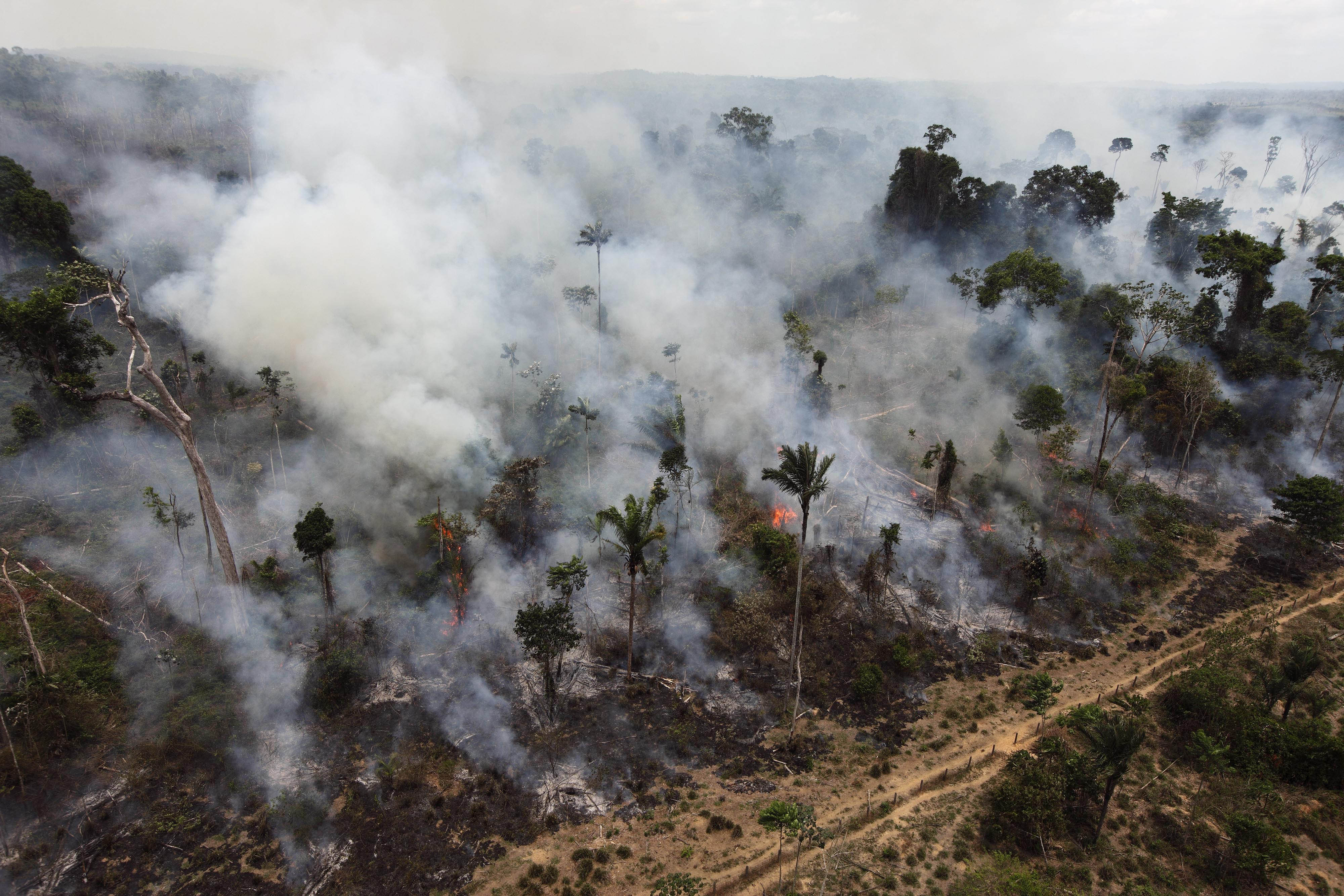 En regnskog i Amazonas som eldas upp illegalt.