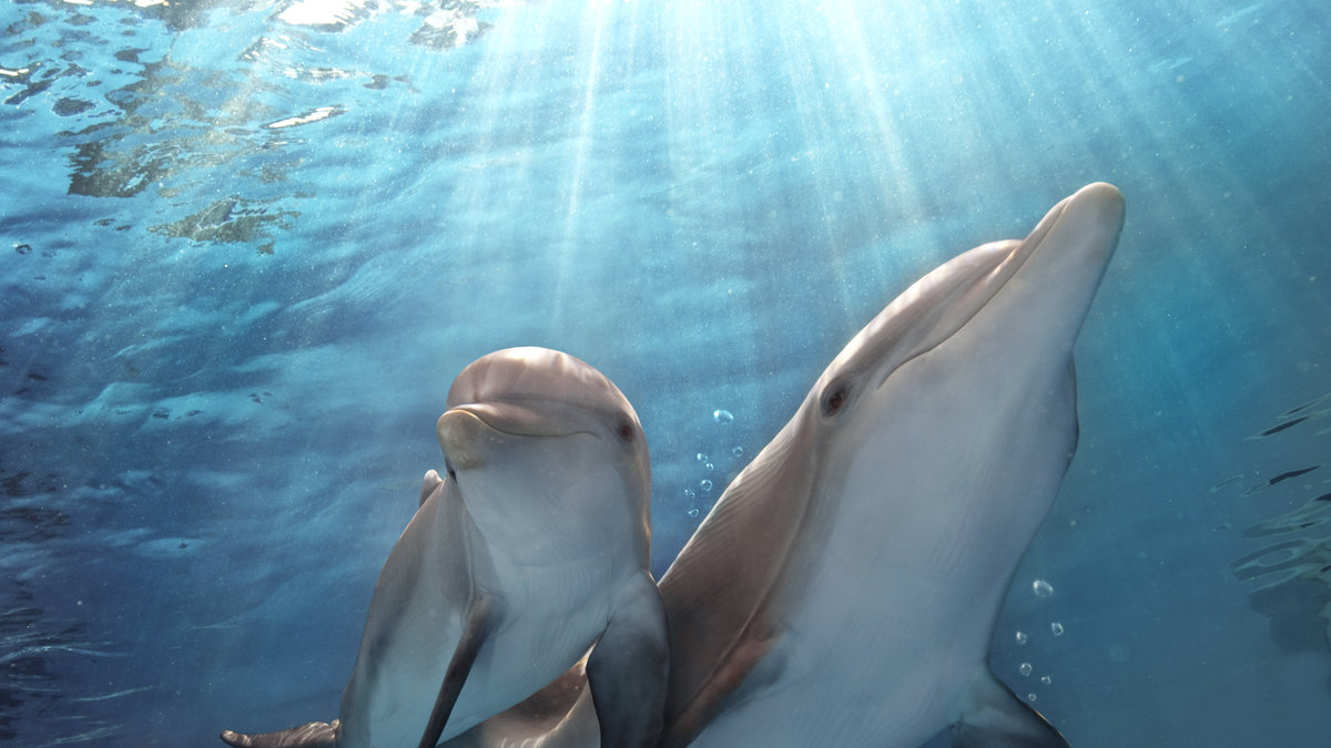 Delfinerna lider i fångenskap menar hon.