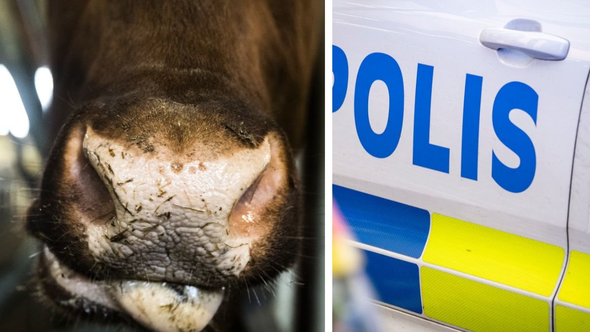 Satte cigarett i munnen på ko – djurplågeri på bondgård