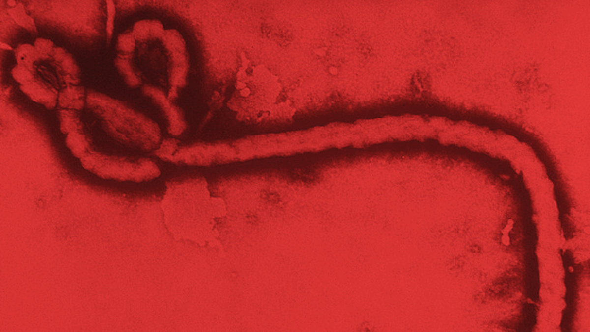 Ebola i närbild