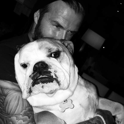 David Beckham gosar med sin hund.