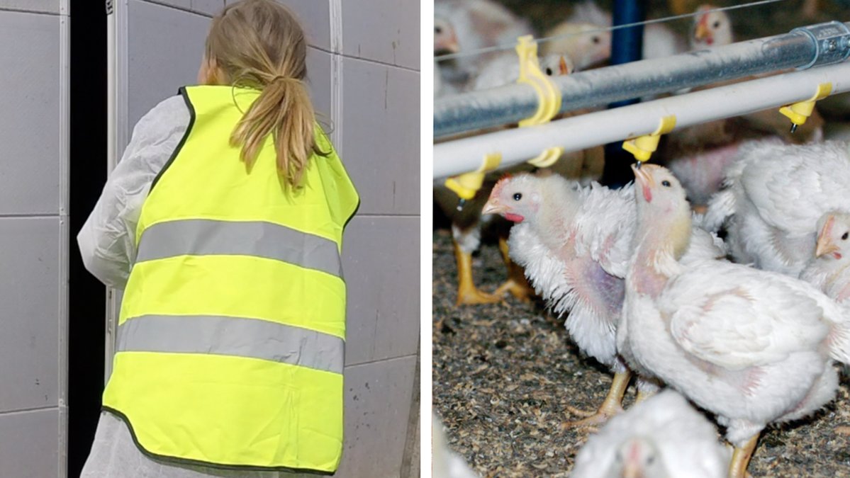 En av djurrättsaktivisterna när de gör olaga intrång i kända kycklingfabriken. Helsingborg, Bjärefågel i Torekov. Kyckling som föds upp på majs.