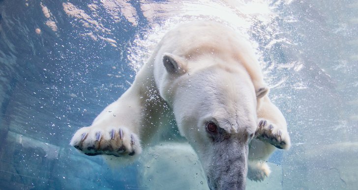 Isbjörn, Bild