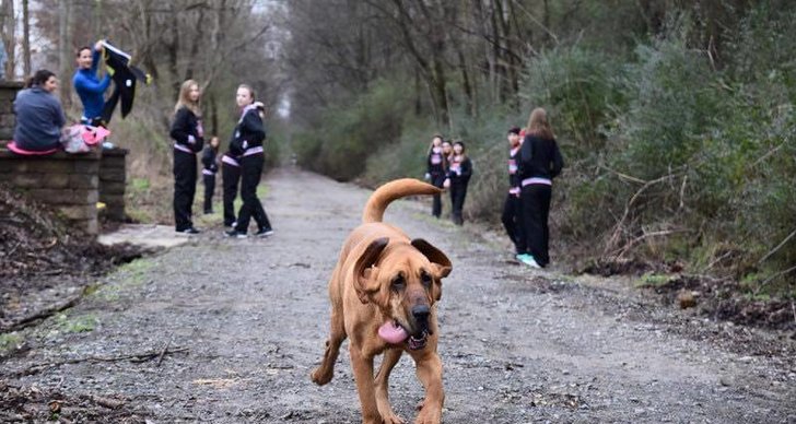 Hund, Maraton, alabama, Marathon, Urin