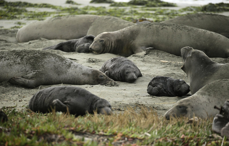En grupp vilande sjöelefanter fotograferade i nationalparken Point Reyes i Kalifornien i USA.