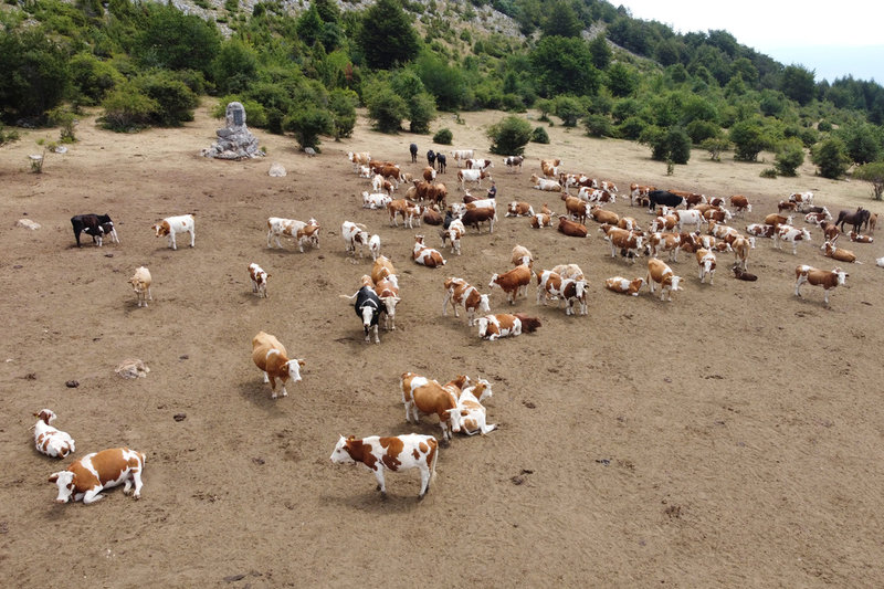Kor vilar på uttorkad mark under en period med torka i Serbien i somras.