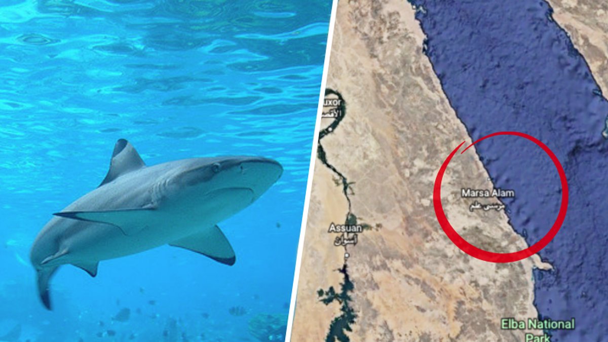 En turist har dött efter en hajattack i Marsa Alam i Egypten