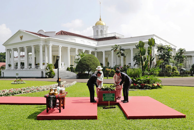Kejsarparet Naruhito och Masako samarbetar med presidentparet Iriana och Joko Widodo vid en trädplanteringsceremoni i palatsets trädgård.