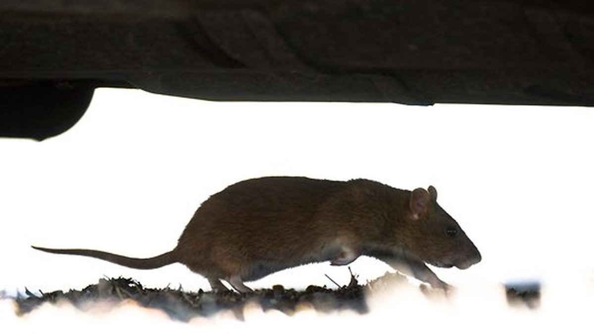 Det finns råttor som bär på en farlig smitta som människor kan få. 