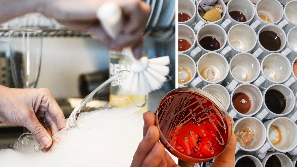 Äckliga anledningen – så ofta bör du byta diskborste