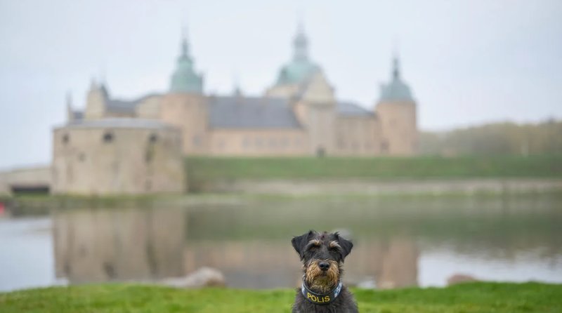 Ivan är en tre år gammal tysk jaktterrier, som sedan 2023 är i tjänst inom polis inom polisen i region Syd med bas i Kalmar, tillsammans med föraren Fredrik Liljeqvist. Foto: Pressbild/Daniel Persson Ivan är en tre år gammal tysk jaktterrier, som sedan 2023 är i tjänst inom polis inom polisen i region Syd med bas i Kalmar, tillsammans med föraren Fredrik Liljeqvist. Foto: Pressbild/Daniel Persson