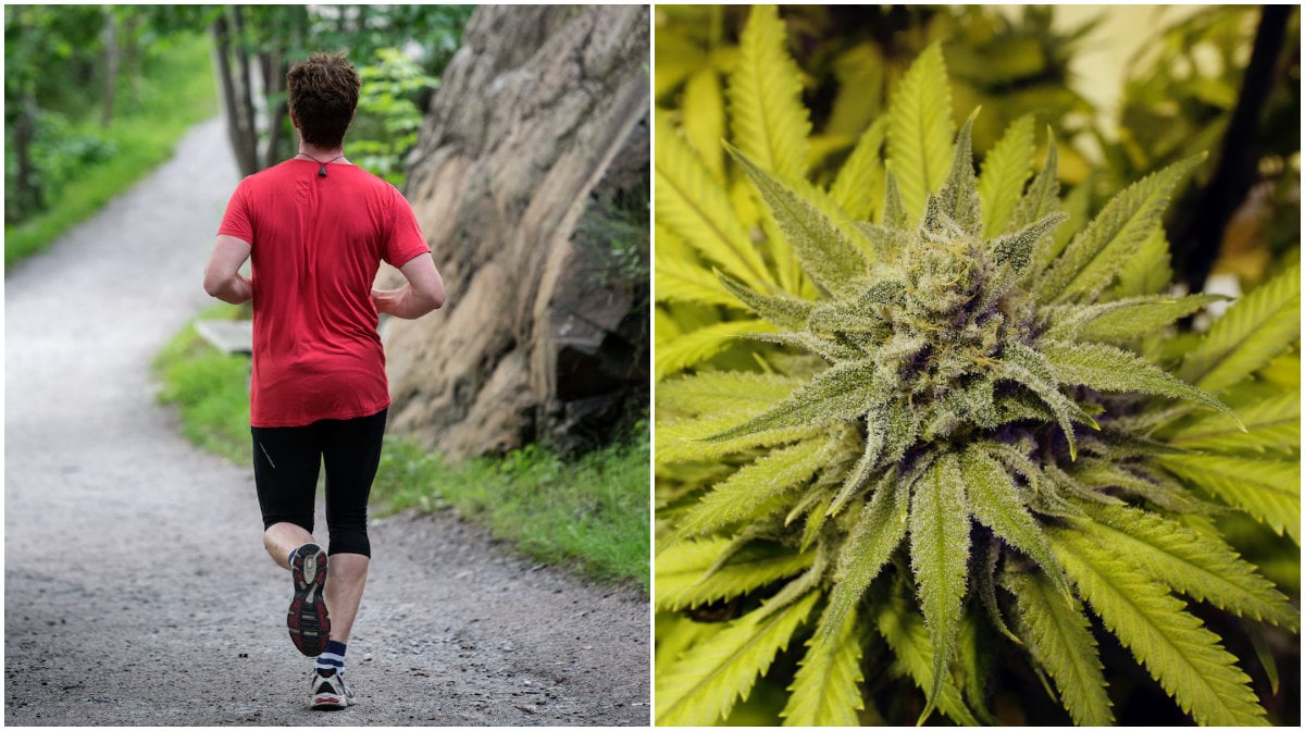 Lopning, Marijuana, Maraton, Cannabis
