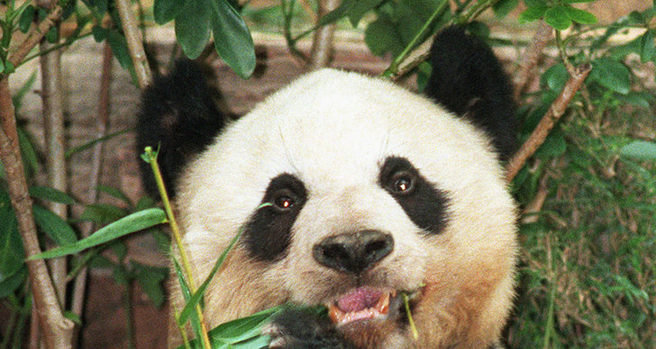 Panda, Guinness Rekordbok, Hongkong