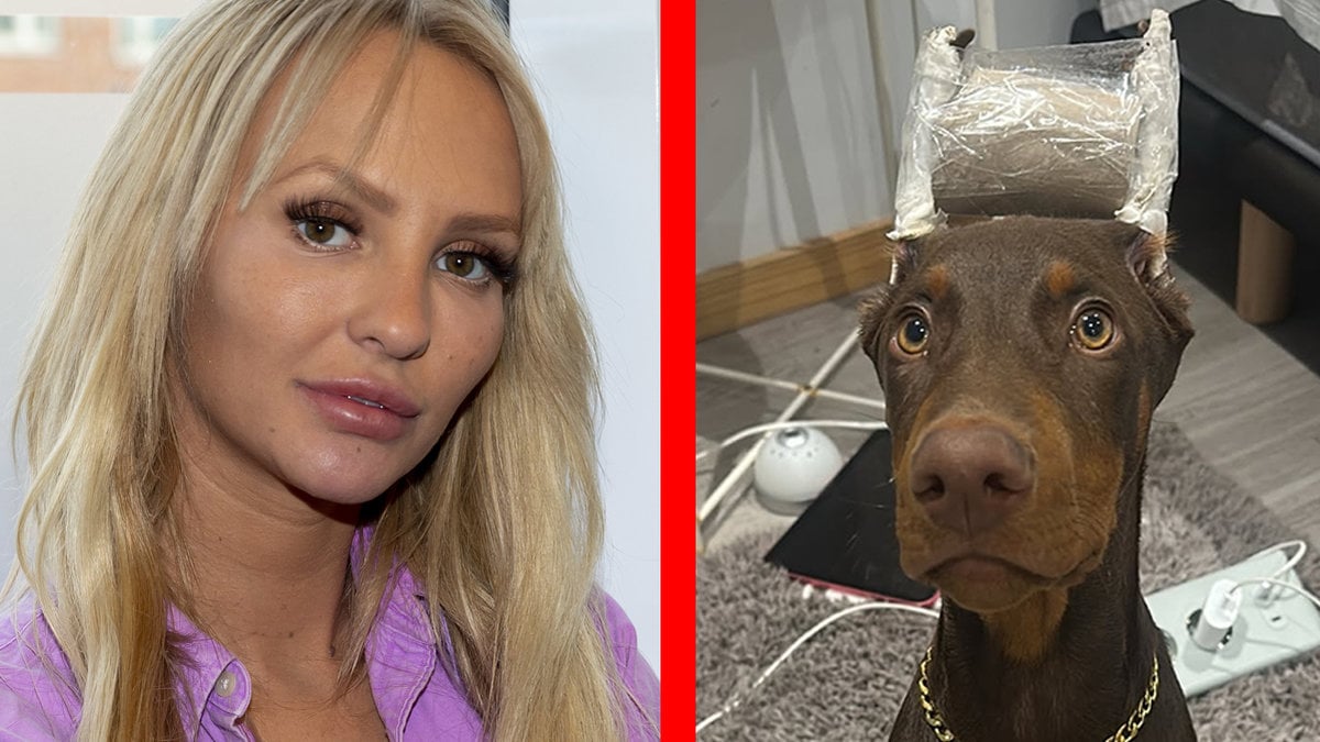 Därför kuperade Paow sin hunds öron: "Han tränas till..."