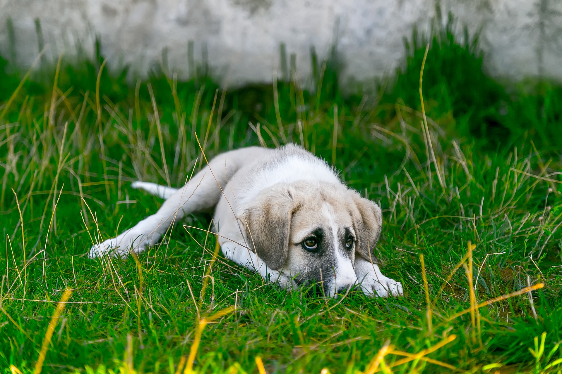 Hund Hund