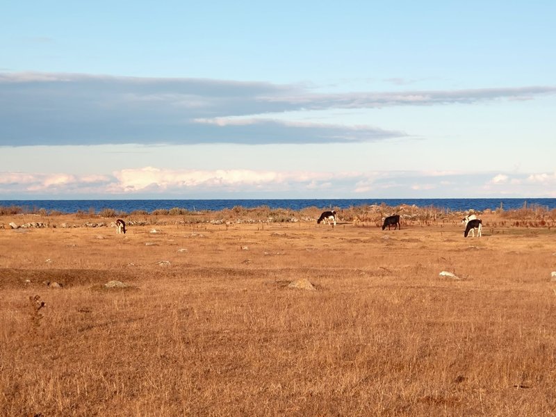 Södra Ölands odlingslandskap drabbas hårt av snöfria vintrar som ger torka om sommaren.